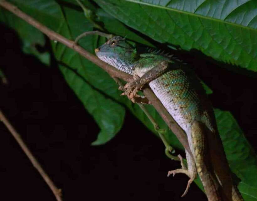 Khao Sok: Private Night Safari Adventure w/ Hotel Transfer - The first steps into the forest