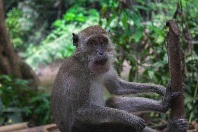 Khao Sok: Private Waterfalls and Wildlife Half-Day Trek - Key points to know before you book