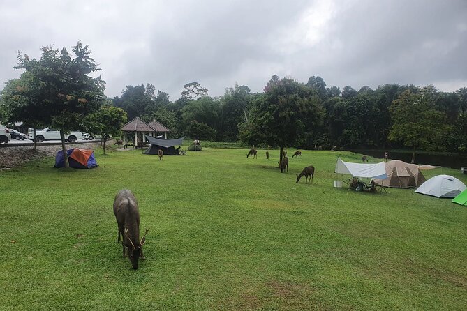 Khao Yai National Park Full Day - How much value do you get for $69?
