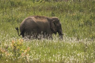 Khao Yai National Park Full-Day From Bangkok – Including Ticket