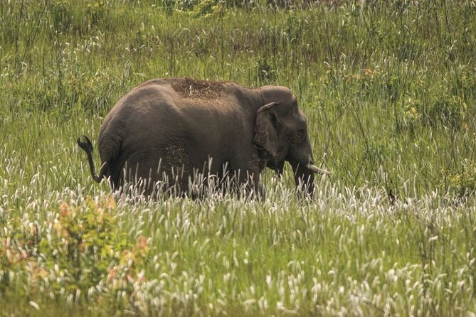 Khao Yai National Park Full-Day From Bangkok - Including Ticket - Walking Into Khao Yai’s Forest