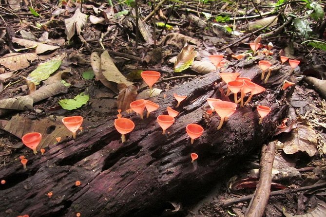 Khao Yai National Park Hiking Day Tour: Haew Narok and Haew Suwat - Thai lunch and the park visitor center