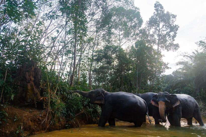 Khaolak: Elephant Sanctuary Guided Tour with Hotel Transfers - Key points to know before you book