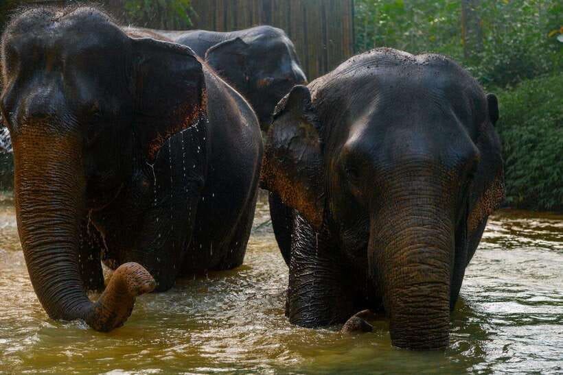 Khaolak: Elephant Sanctuary Guided Tour with Hotel Transfers - A short visit with a clear purpose