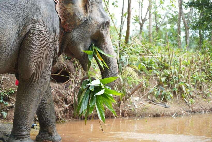 Khaolak: Elephant Sanctuary Guided Tour with Hotel Transfers - Preparing baskets of food for the elephants