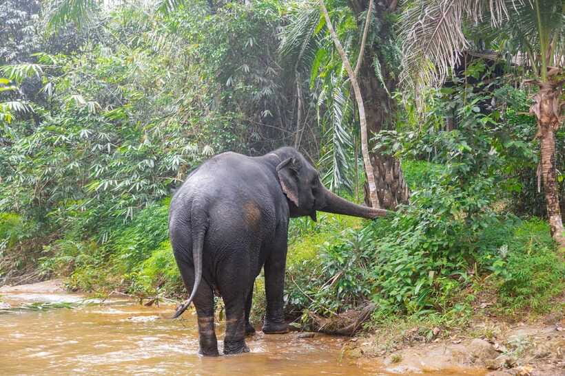Khaolak: Elephant Sanctuary Guided Tour with Hotel Transfers - Watching elephants in their own space