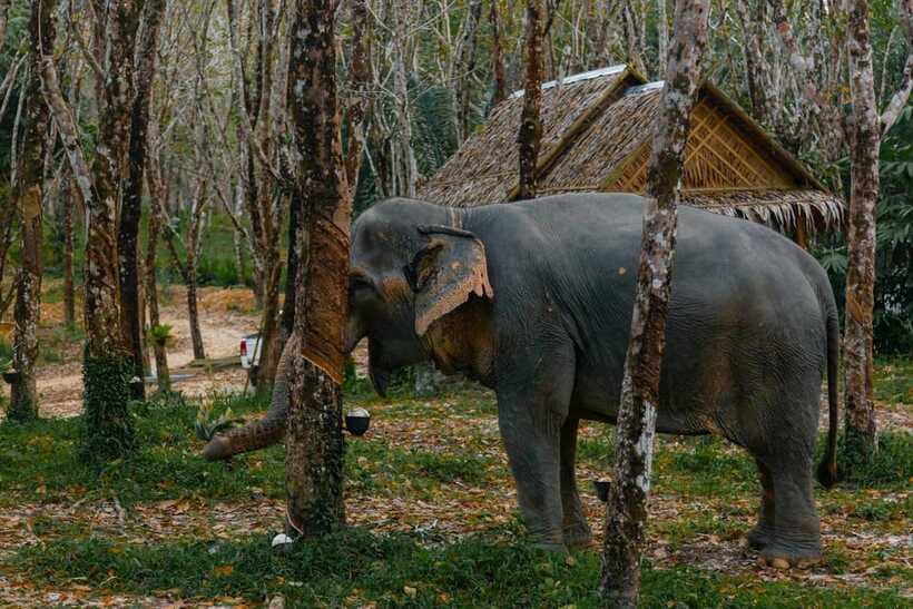 Khaolak: Elephant Sanctuary Guided Tour with Hotel Transfers - The river and the guided bathing session