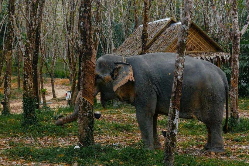 Khaolak: Elephant Sanctuary Guided Tour with Hotel Transfers - Is $51 good value for 60 to 90 minutes?
