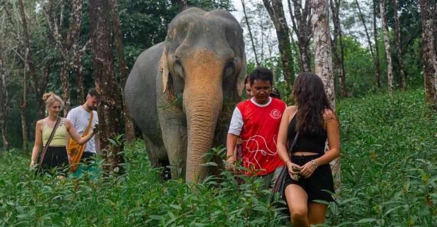 Khaolak: Sunset Elephant Walk with Complimentary Cocktail - Key points to know before booking