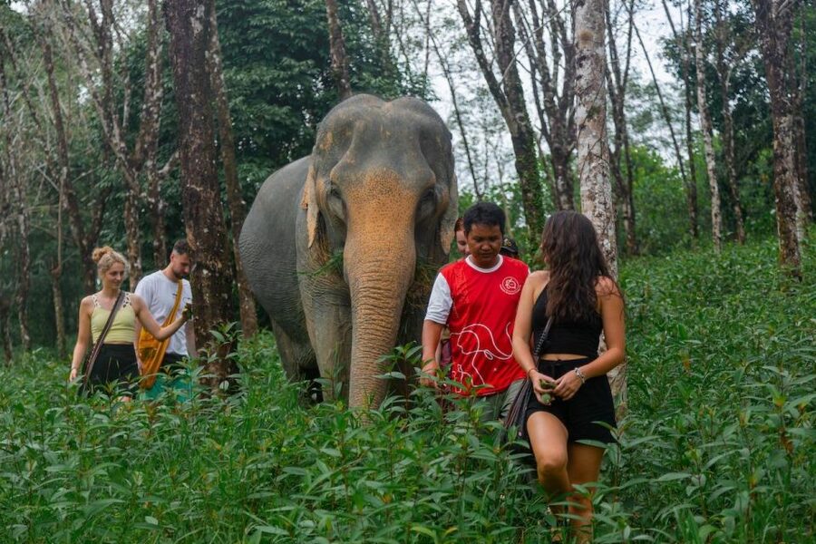 Khaolak: Sunset Elephant Walk with Complimentary Cocktail - Feeding time with the elephants