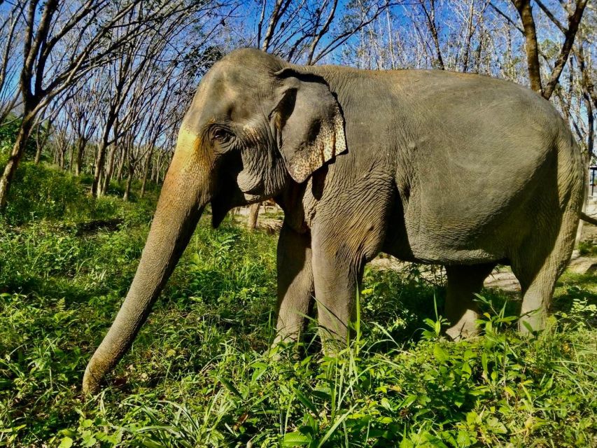 Khaolak: Sunset Elephant Walk with Complimentary Cocktail - What ethical contact looks like here