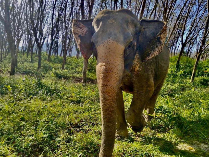 Khaolak: Sunset Elephant Walk with Complimentary Cocktail - Should you book the sunset elephant walk?