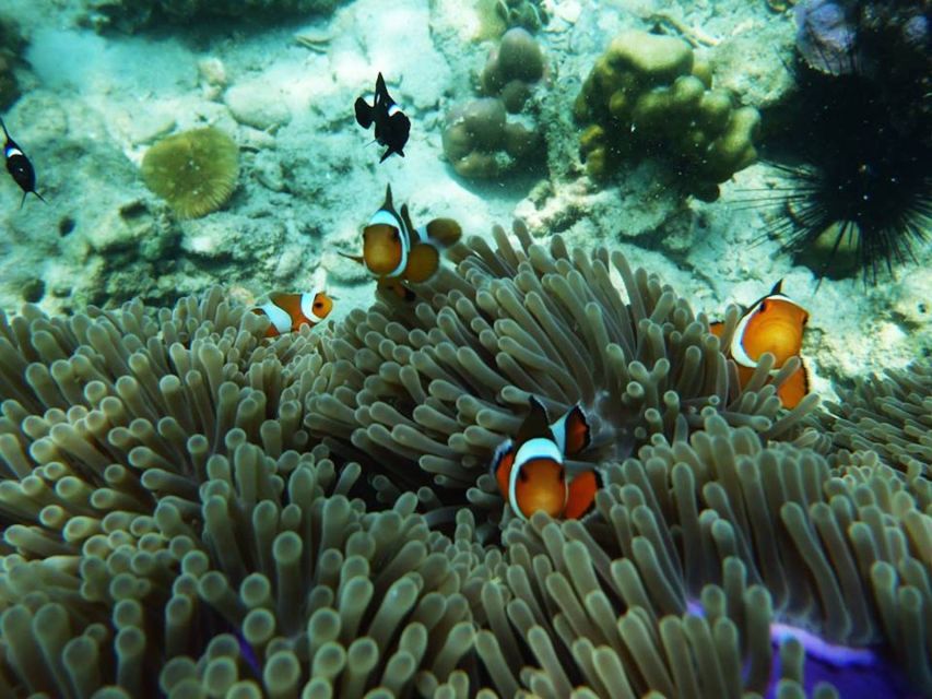 Ko Lanta: 4 Islands Snorkeling Tour by Longtail Boat - What the $31 price really covers