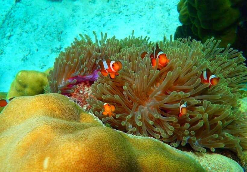 Ko Lanta: Full-Day Snorkel Trip to Phi Phi & Bamboo Islands - Why this Ko Lanta island trip is worth considering