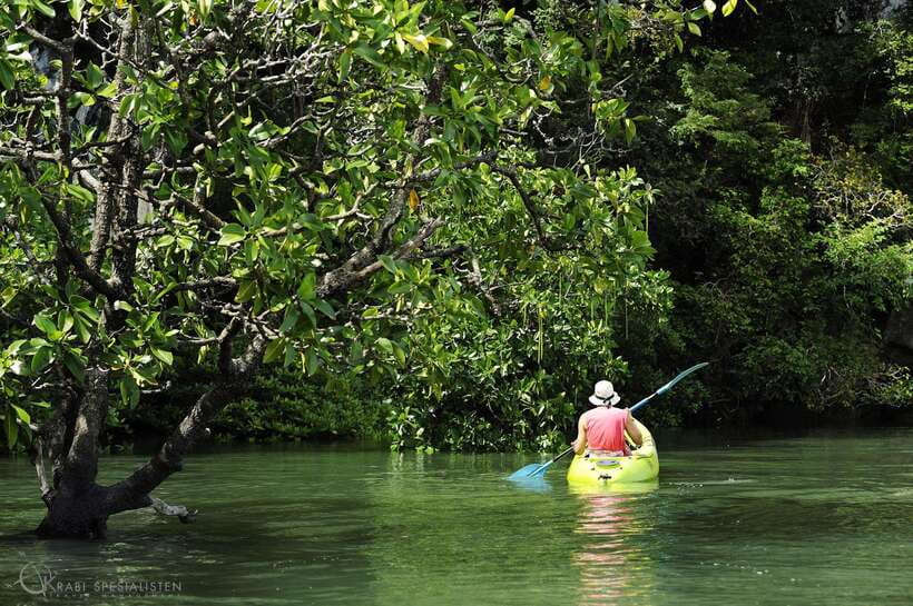 Ko Lanta: Half-Day Mangrove Kayaking Tour with Lunch - Meeting the monkeys without losing your water bottle