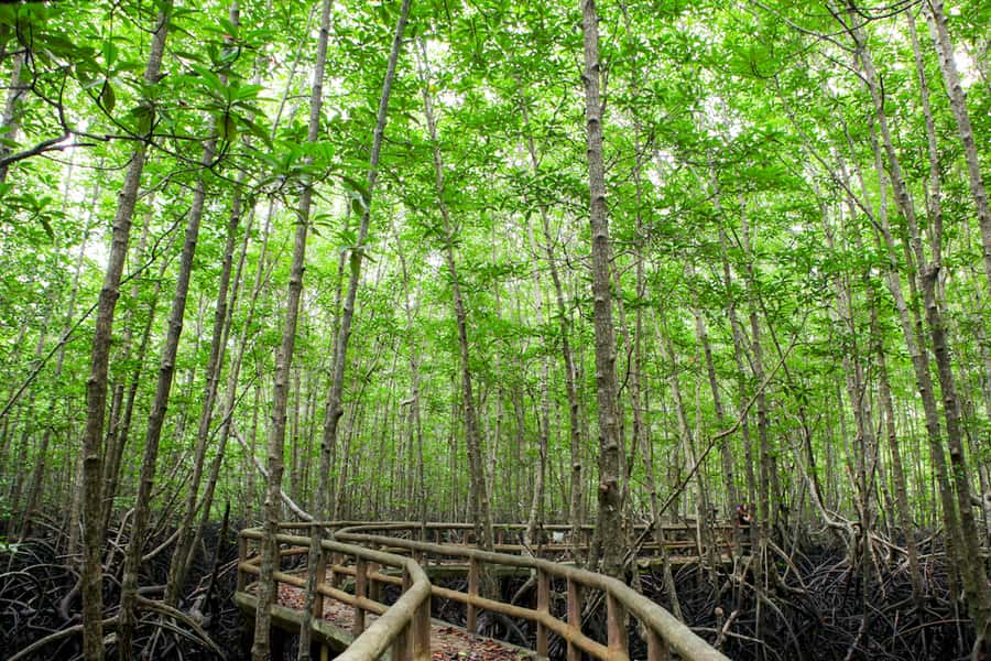 Ko Lanta: Mangrove Forest Boat Tour with Lunch or Dinner - Who should skip this outing