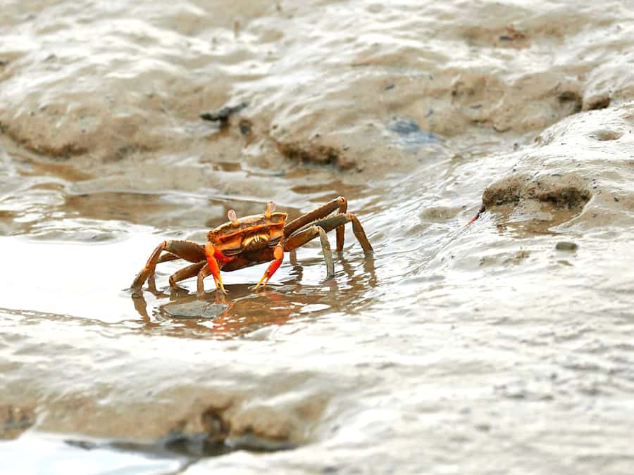 Ko Lanta: Mangrove Forest Boat Tour with Lunch or Dinner - What the $35 price really covers