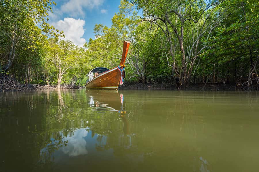 Ko Lanta: Mangrove Forest Boat Tour with Lunch or Dinner - From your resort to Tung Yee Peng Pier