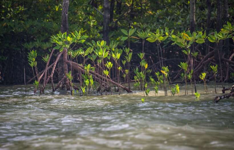 Ko Lanta: Mangrove Kayaking with Lunch and Hotel Transfer - What the guide adds to the experience
