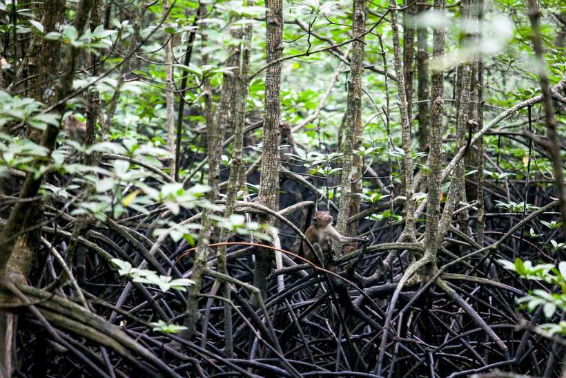 Ko Lanta: Mangrove Kayaking with Lunch and Hotel Transfer - Lunch, dinner, fruit, and water after kayaking