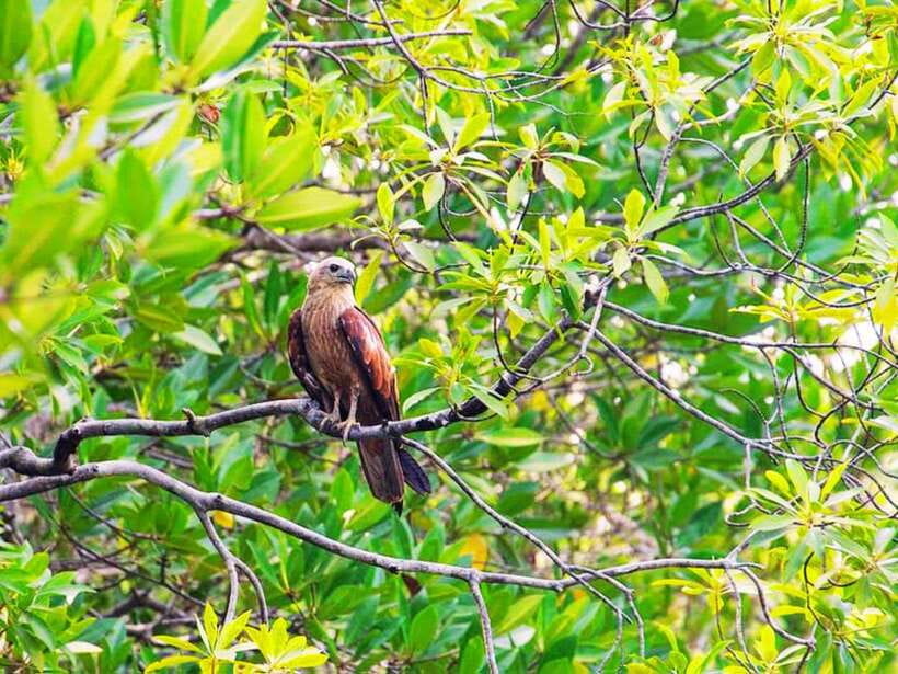 Ko Lanta: Mangrove Kayaking with Lunch and Hotel Transfer - Who should book this mangrove tour?