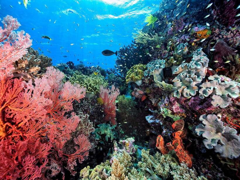 Ko Lanta: Snorkeling Adventure Tour to Koh Rok and Koh Haa - From hotel pickup to Saladan Pier