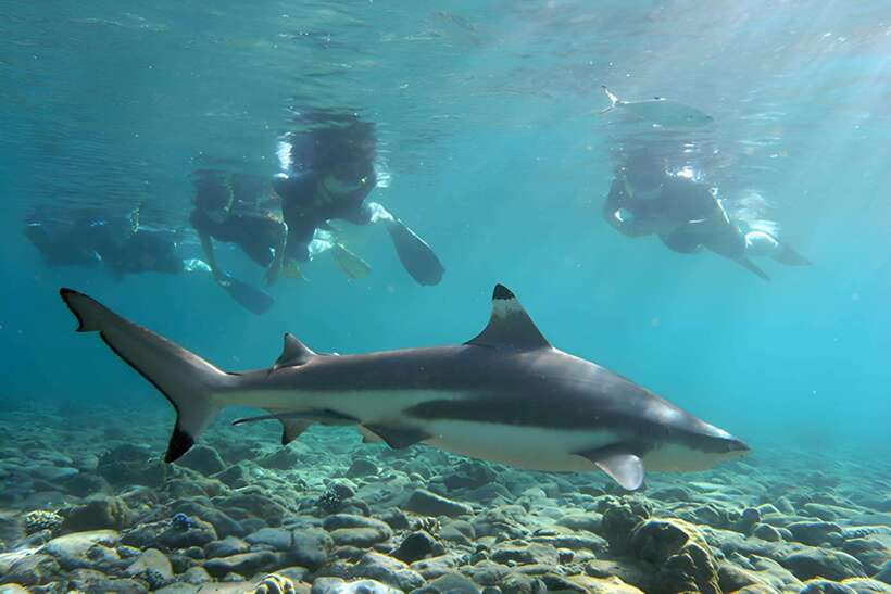 Ko Phi Phi Don: Speedboat Day Trip with Shark Snorkeling - Monkey Beach brings the first photo stop