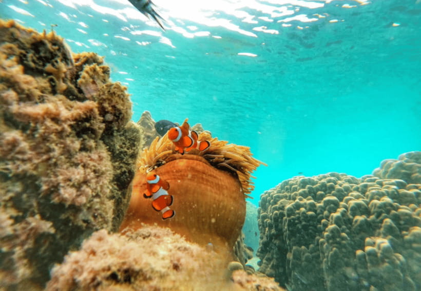 Ko Samet: 5 or 6 Islands Snorkeling Tour with Lunch Option - Food, equipment, and underwater photos