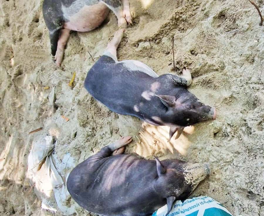 Ko Samui: Pig Island Snorkeling and Koh Tan Speedboat Tour - Who should book this Koh Samui tour?