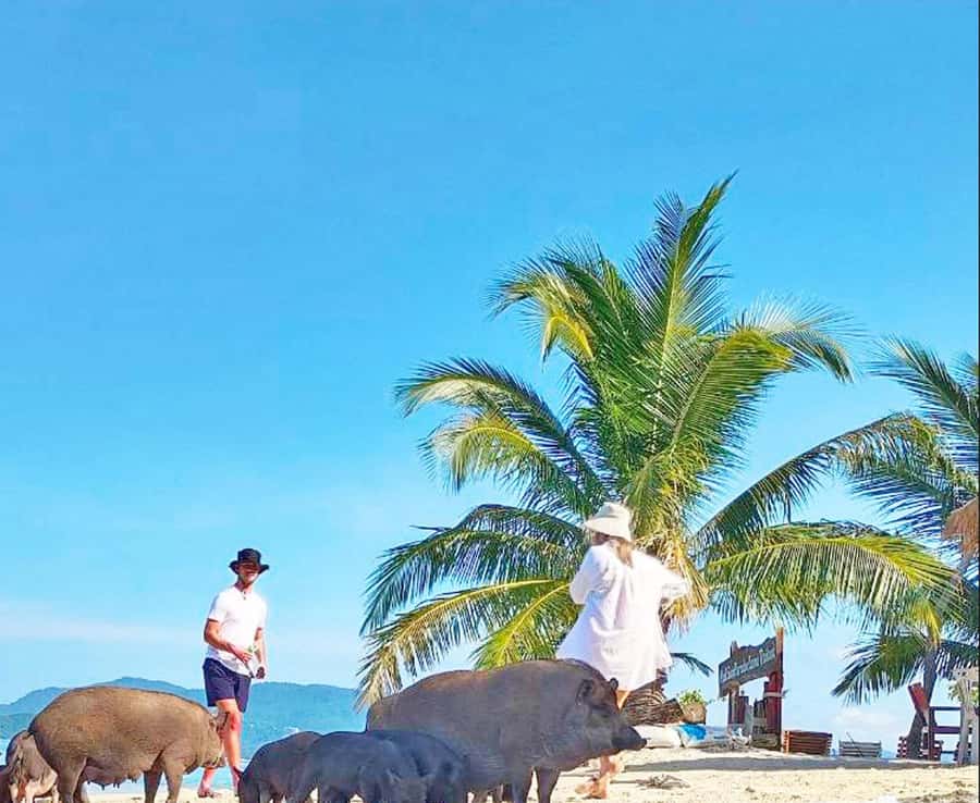 Ko Samui: Pig Island Snorkeling and Koh Tan Speedboat Tour - Hotel pickup across Koh Samui