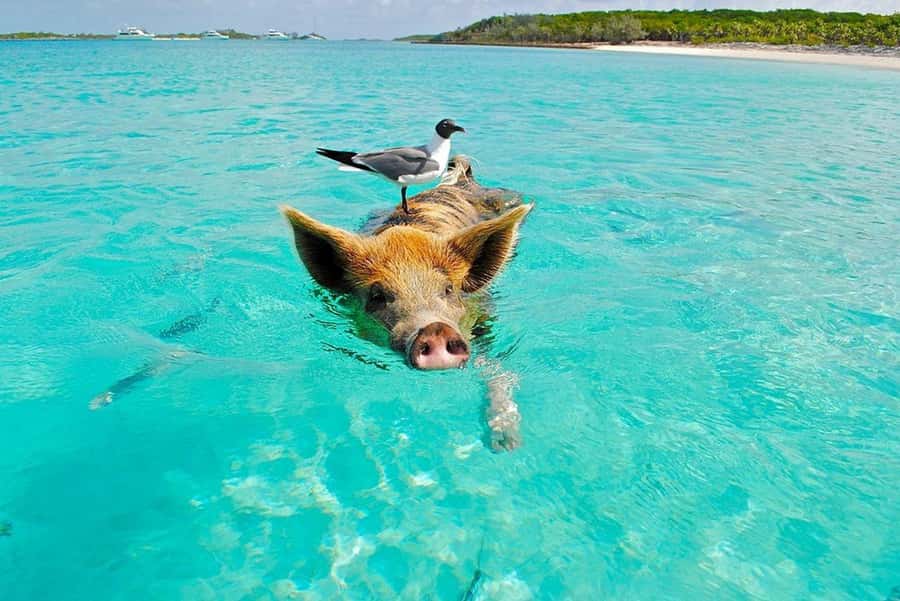 Ko Samui: Private Longtail Boat Tour to Koh Madsum & Koh Tan - Meeting the pigs on Koh Madsum
