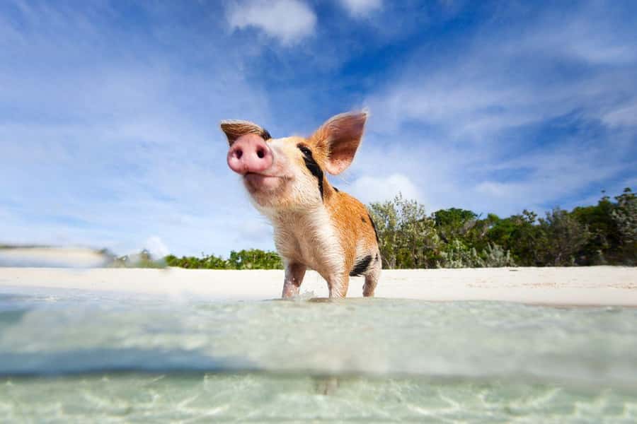 Ko Samui: Private Longtail Boat Tour to Koh Madsum & Koh Tan - Who will enjoy this tour most