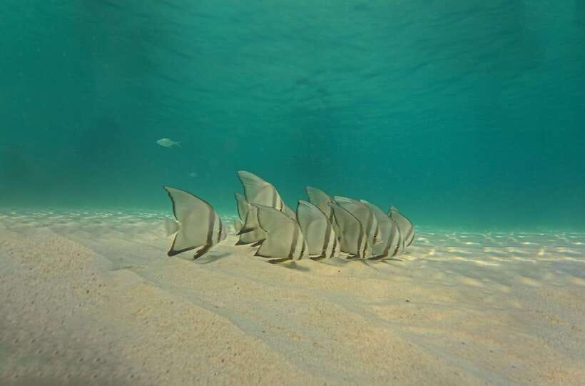 Ko Tao: Late Riser Snorkeling Tour with Lunch and Photos - Shark Bay and the final swim