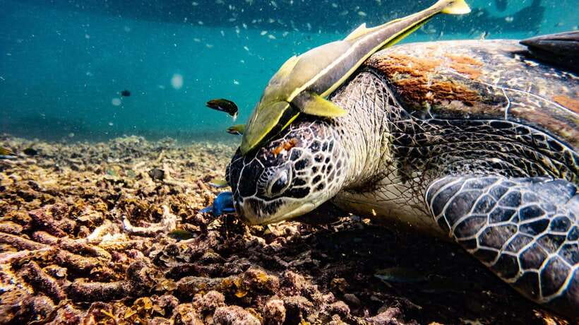 Ko Tao: Morning Trip to Ko Nangyuan’s Serene Oasis by Oxygen - Japanese Reef Garden and the first snorkel
