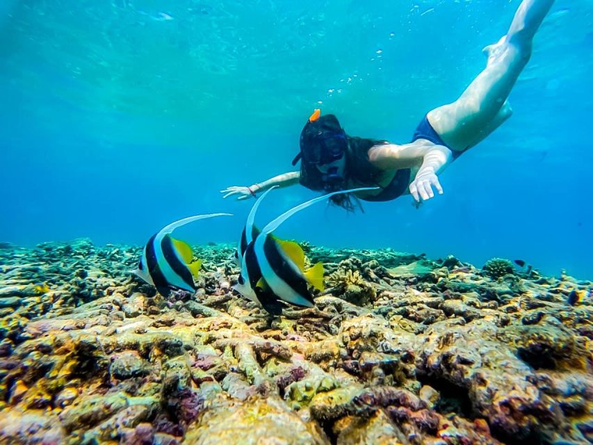 Ko Tao: Tao-Nangyuan Snorkeling Day Trip with Meals & Sunset - Hin Wong and the sardine chance