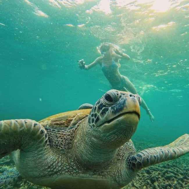 Ko Tao: Tao-Nangyuan Snorkeling Day Trip with Meals & Sunset - Shark Bay and the best wildlife search