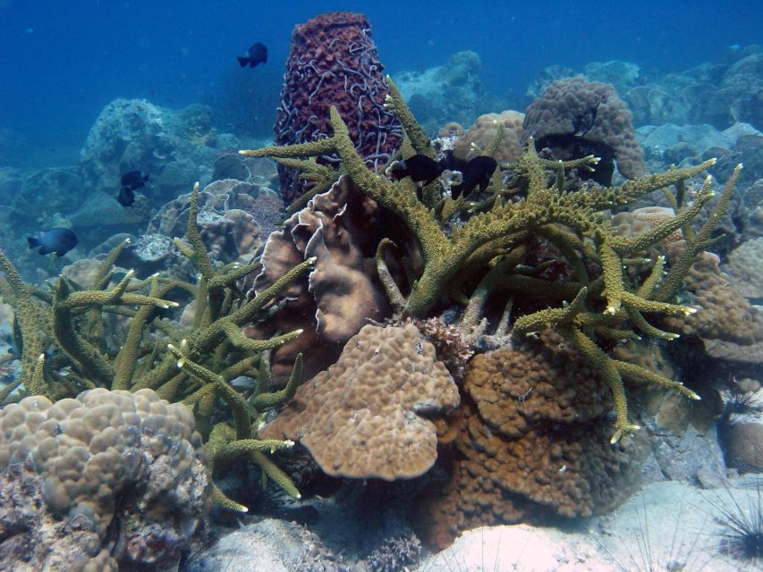 Koh Chang: Half-Day Snorkeling Adventure on a Speedboat - Safety, comfort, and the missing restroom