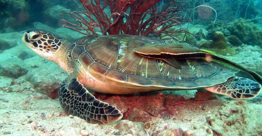 Koh Chang: Half-Day Snorkeling Adventure on a Speedboat - A speedboat ride with a practical tradeoff