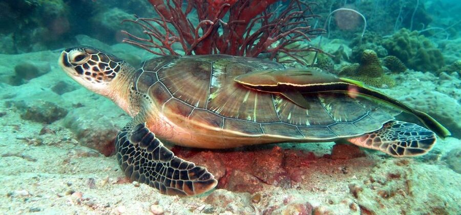Koh Chang: Snorkeling Trip to Reefs or Wrecks with Lunch - From your hotel to Bang Bao Pier