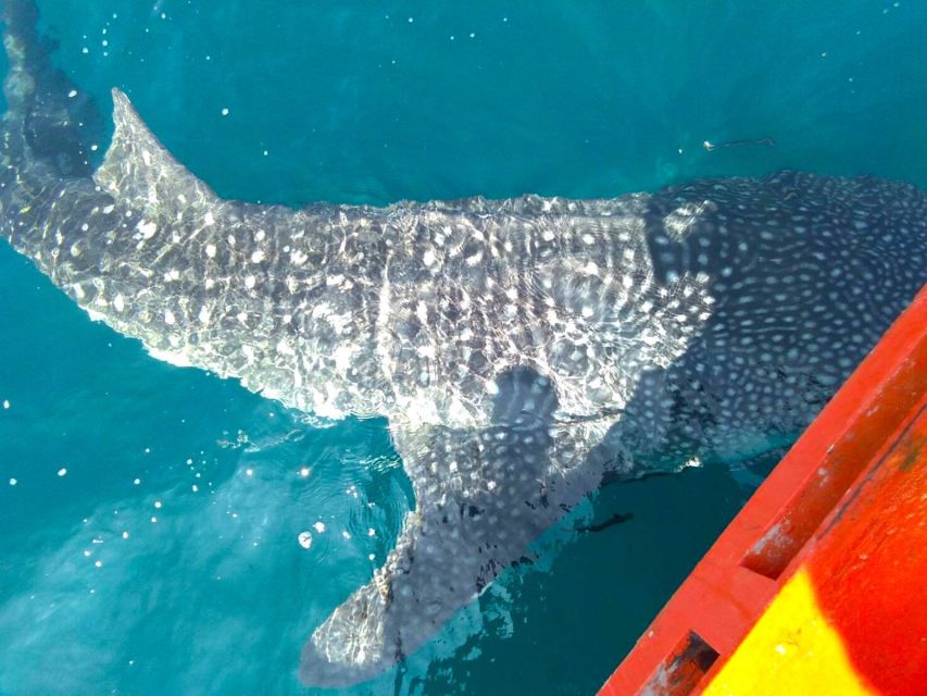 Koh Chang: Snorkeling Trip to Reefs or Wrecks with Lunch - How good is the value at $32?