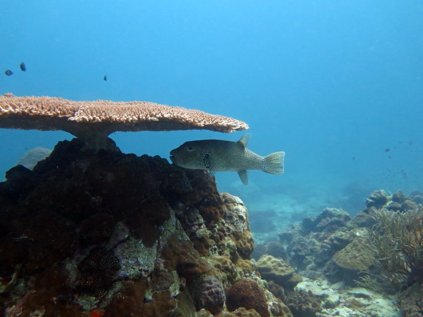 Koh Chang: Snorkeling Trip to Reefs or Wrecks with Lunch - Practical advice for a better day