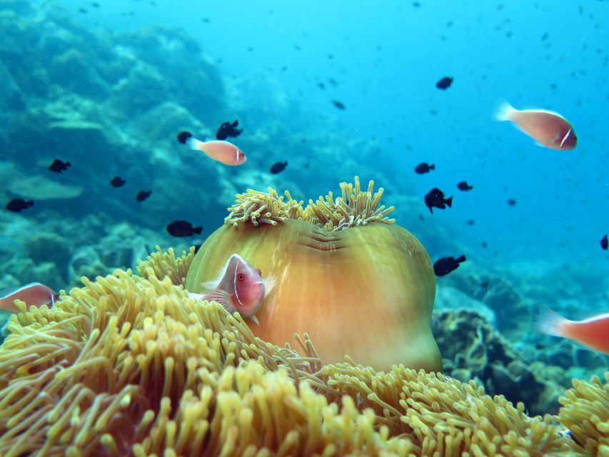 Koh Chang: Snorkeling Trip to Reefs or Wrecks with Lunch - Who should book this Koh Chang trip?