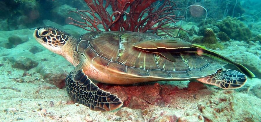 Koh Kood or Koh Rang: Snorkeling Day Trip with Buffet Lunch - Why this Koh Kood boat trip offers good value