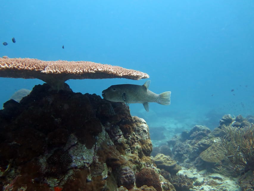 Koh Kood or Koh Rang: Snorkeling Day Trip with Buffet Lunch - 9 AM pickup and an easy start at Bang Bao Bay
