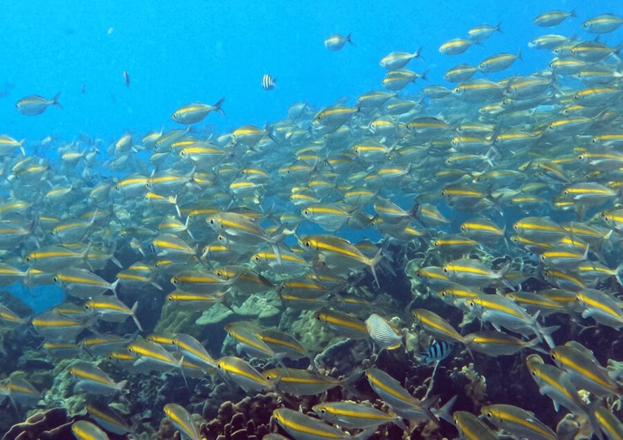 Koh Kood: Snorkeling Speedboat Tour with Lunch and Transfer - Snorkeling around Ko Rang