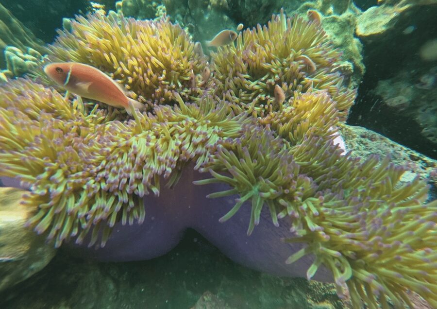 Koh Kood: Snorkeling Speedboat Tour with Lunch and Transfer - A short hop to Ko Raet