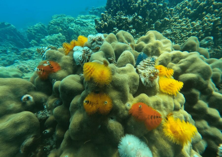 Koh Kood: Snorkeling Speedboat Tour with Lunch and Transfer - Lunch beside national park scenery