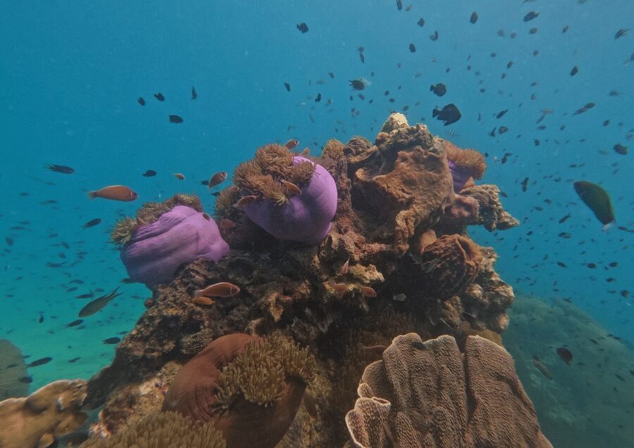 Koh Kood: Snorkeling Speedboat Tour with Lunch and Transfer - Who will enjoy this four-hour outing
