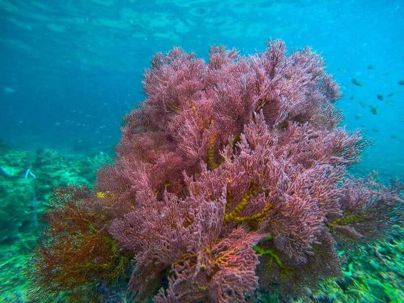 Koh Lanta: 4 Islands and Emerald Cave Snorkeling Trip - Koh Chuek is for coral and fish