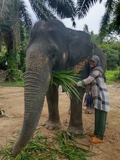 Koh Lanta:Mangrove + Elephant Camp Half Day Tour - Who will enjoy this tour most?